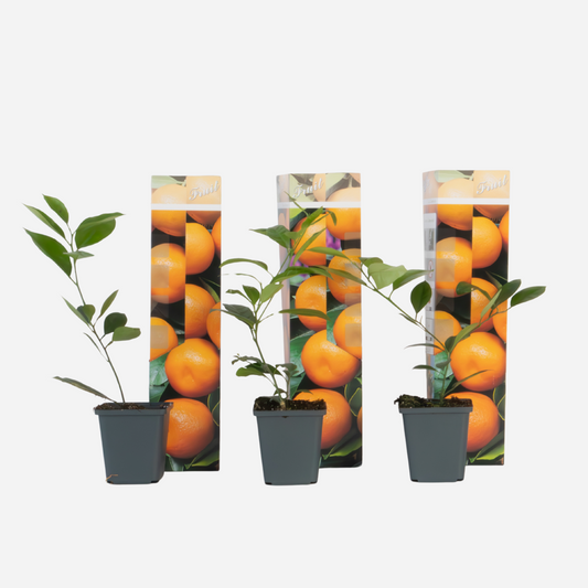 Florastore Orangenbaum - 3Er-Set - Citrus Mitis Calamondin - Höhe 25-40Cm - ⌀9Cm