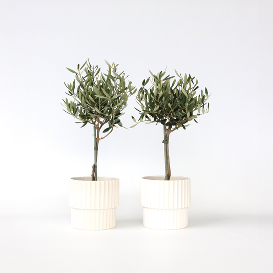 Florastore Olivenbaum - 2 Stk - Olea Europaea - Höhe 50-60Cm - ⌀14Cm