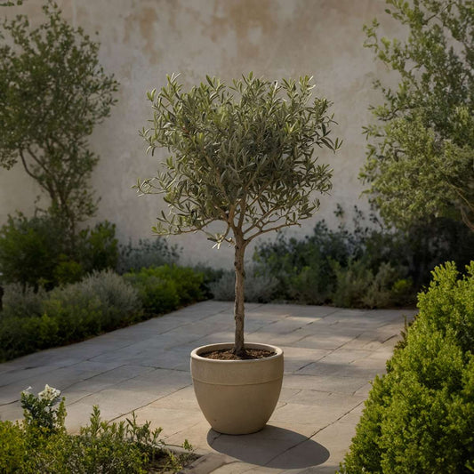 Florastore Olivenbaum - 2 Stk - Olea Europaea - Höhe 50-60Cm - ⌀14Cm