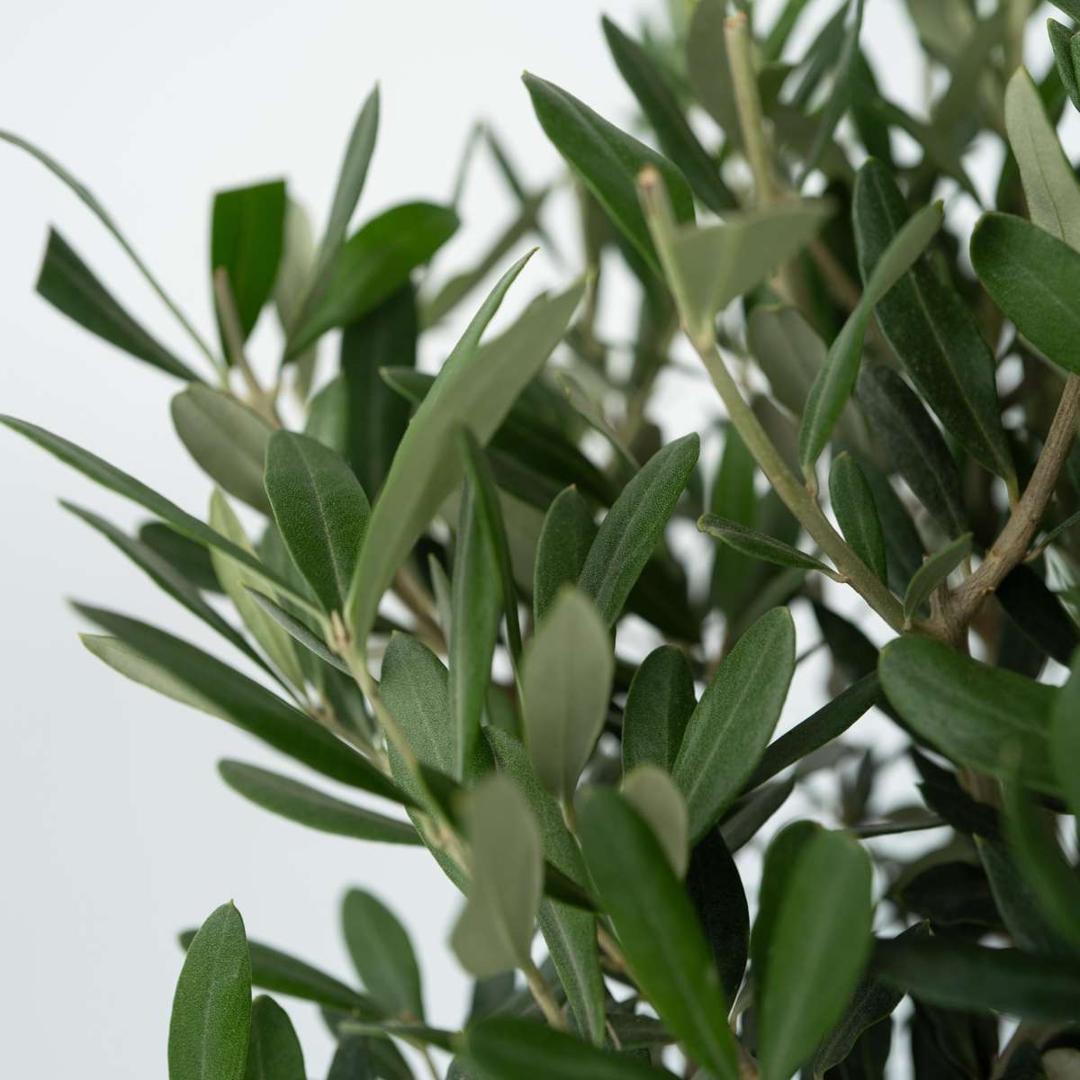 Florastore Olivenbaum - 2 Stk - Olea Europaea - Höhe 50-60Cm - ⌀14Cm