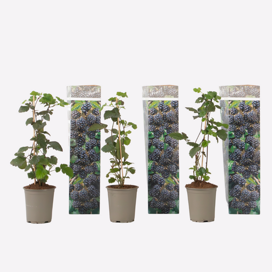 Florastore Brombeere - 3Er-Set - Rubus Thornless - Höhe 25-40Cm - ⌀9Cm