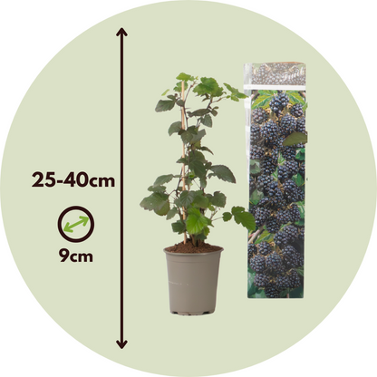 Florastore Brombeere - 3Er-Set - Rubus Thornless - Höhe 25-40Cm - ⌀9Cm