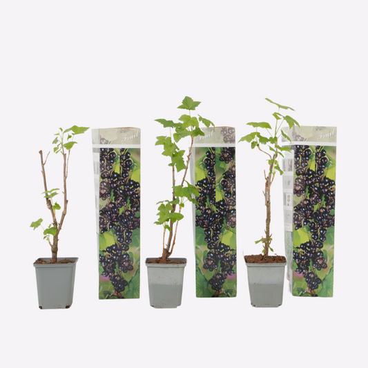 Florastore Schwarze Johannisbeere - 3Er-Set - Ribes Nigrum - Höhe 25-40Cm - ⌀9Cm