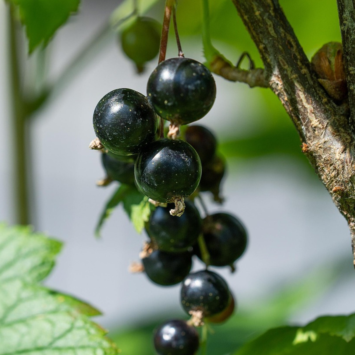 Florastore Schwarze Johannisbeere - 3Er-Set - Ribes Nigrum - Höhe 25-40Cm - ⌀9Cm