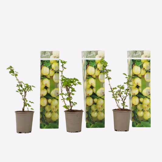 Florastore Stachelbeere - 3Er-Set - Ribes Uva- Crispa - Höhe 25-40Cm - ⌀9Cm