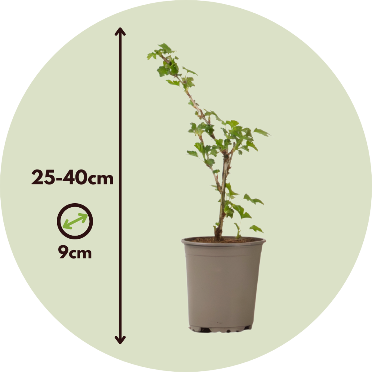 Florastore Stachelbeere - 3Er-Set - Ribes Uva- Crispa - Höhe 25-40Cm - ⌀9Cm