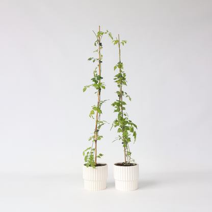 Florastore Trompetenkletterer - 2 Stk - Campsis Radicans - Höhe 110-120Cm - ⌀17Cm