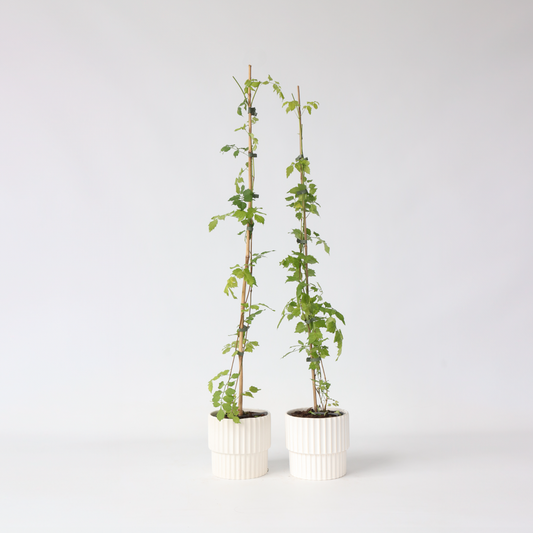 Florastore Trompetenkletterer - 2 Stk - Campsis Radicans - Höhe 110-120Cm - ⌀17Cm