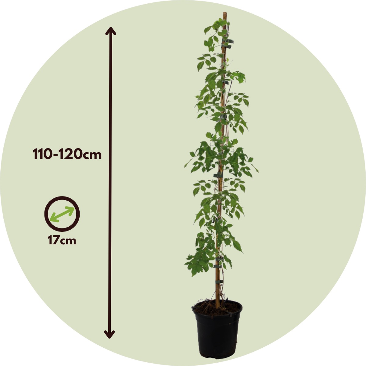 Florastore Trompetenkletterer - 2 Stk - Campsis Radicans - Höhe 110-120Cm - ⌀17Cm