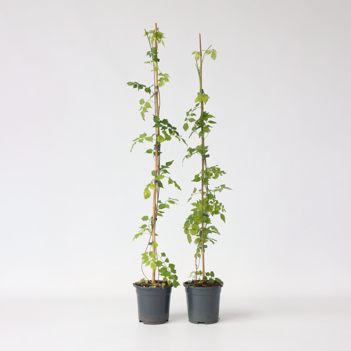Florastore Trompetenkletterer - 2 Stk - Campsis Radicans - Höhe 110-120Cm - ⌀17Cm