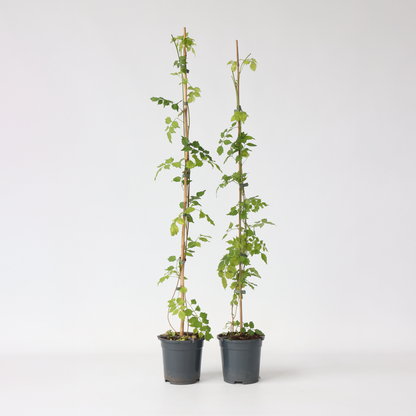 Florastore Trompetenkletterer - 2 Stk - Campsis Radicans - Höhe 110-120Cm - ⌀17Cm