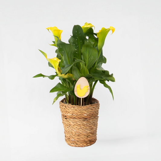 Florastore Calla 'Ruby' - Zantedeschia - Gelb - Höhe 30-40Cm - ⌀12Cm