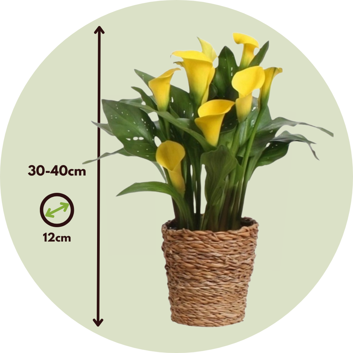 Florastore Calla 'Ruby' - Zantedeschia - Gelb - Höhe 30-40Cm - ⌀12Cm