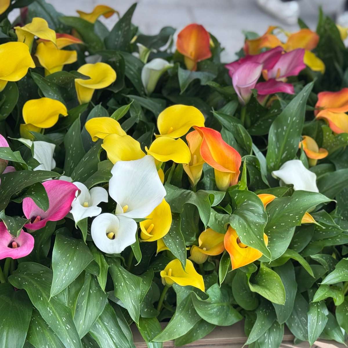 Florastore Calla 'Ruby' - Zantedeschia - Gelb - Höhe 30-40Cm - ⌀12Cm