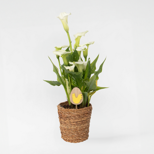 Florastore Calla 'Ruby' - Zantedeschia - Weiß - Höhe 30-40Cm - ⌀12Cm