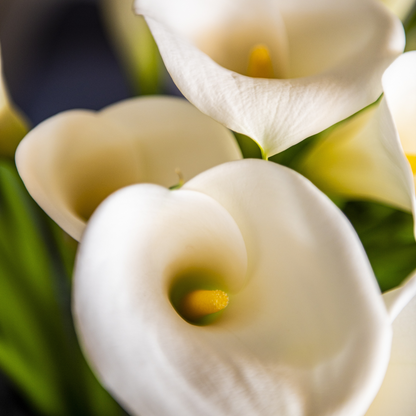 Florastore Calla 'Ruby' - Zantedeschia - Weiß - Höhe 30-40Cm - ⌀12Cm