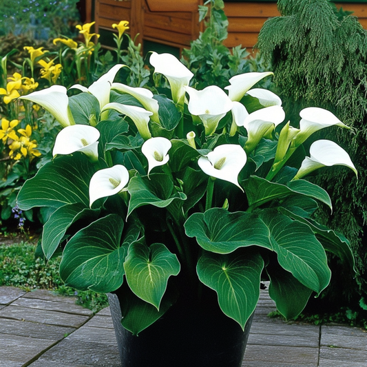 Florastore Calla 'Ruby' - Zantedeschia - Weiß - Höhe 30-40Cm - ⌀12Cm