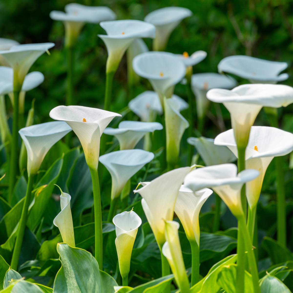 Florastore Calla 'Ruby' - Zantedeschia - Weiß - Höhe 30-40Cm - ⌀12Cm