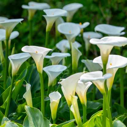 Florastore Calla 'Ruby' - Zantedeschia - Weiß - Höhe 30-40Cm - ⌀12Cm