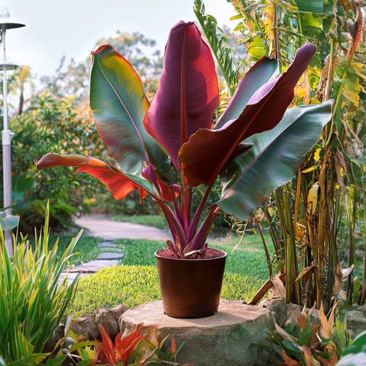 Florastore Rote Bananenpflanze -  Musa Sikkimensis Ever Red - Höhe 55-70Cm - ⌀21Cm