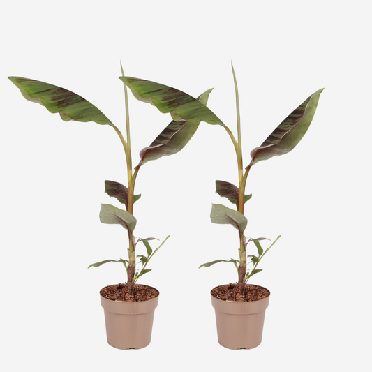 Florastore Rote Bananenpflanze - 2Er Set - Ensete Ventricosum - Höhe 55-70Cm - ⌀21Cm