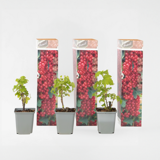 Florastore Rote Johannisbeere - 3Er-Set - Ribes Rubrum - Höhe 25-40Cm - ⌀9Cm