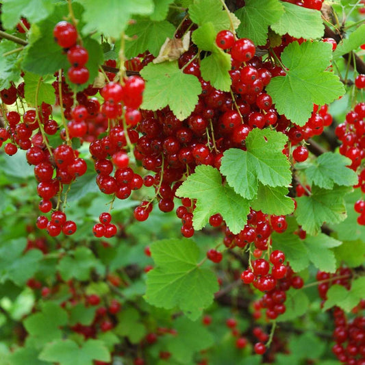 Florastore Rote Johannisbeere - 3Er-Set - Ribes Rubrum - Höhe 25-40Cm - ⌀9Cm