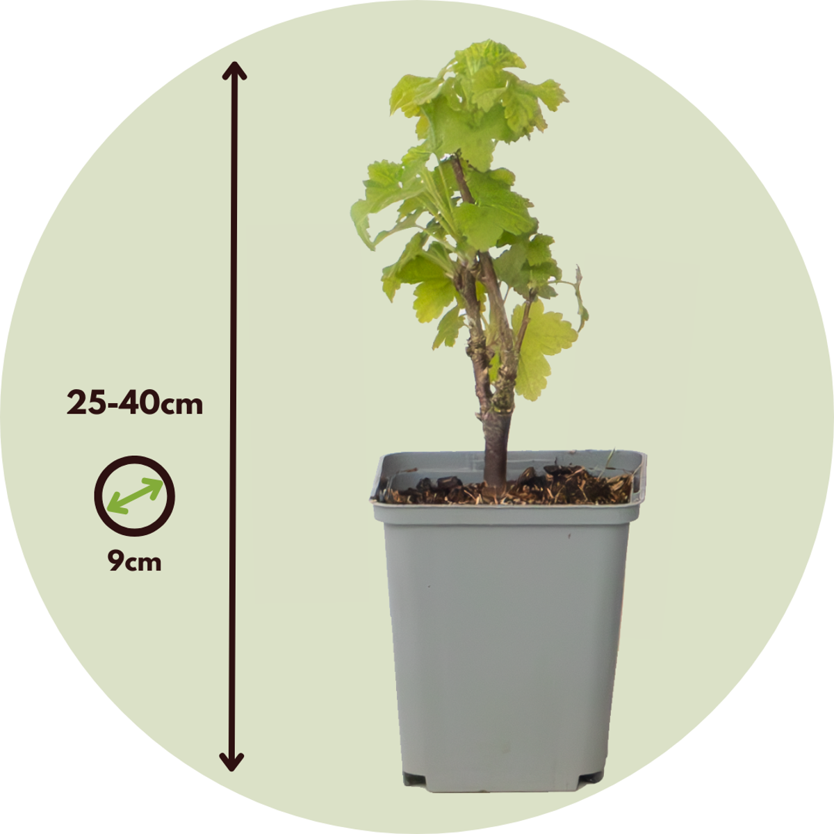 Florastore Rote Johannisbeere - 3Er-Set - Ribes Rubrum - Höhe 25-40Cm - ⌀9Cm