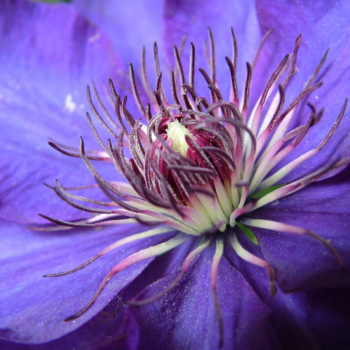 Florastore Waldrebe - 2 Stück - Clematis 'The President' - Höhe 100-120Cm - ⌀17Cm