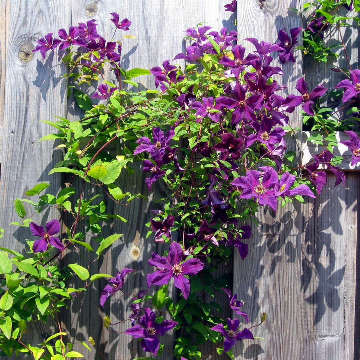 Florastore Waldrebe - 2 Stück - Clematis 'The President' - Höhe 100-120Cm - ⌀17Cm