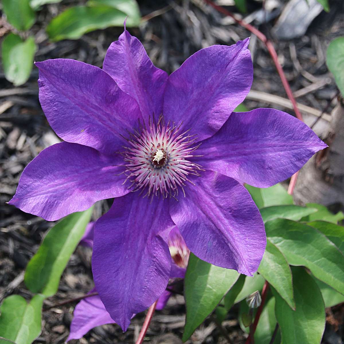 Florastore Waldrebe - 2 Stück - Clematis 'The President' - Höhe 100-120Cm - ⌀17Cm