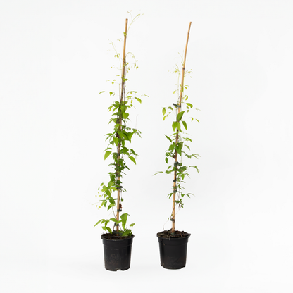 Florastore Waldrebe - 2 Stück - Clematis 'The President' - Höhe 100-120Cm - ⌀17Cm