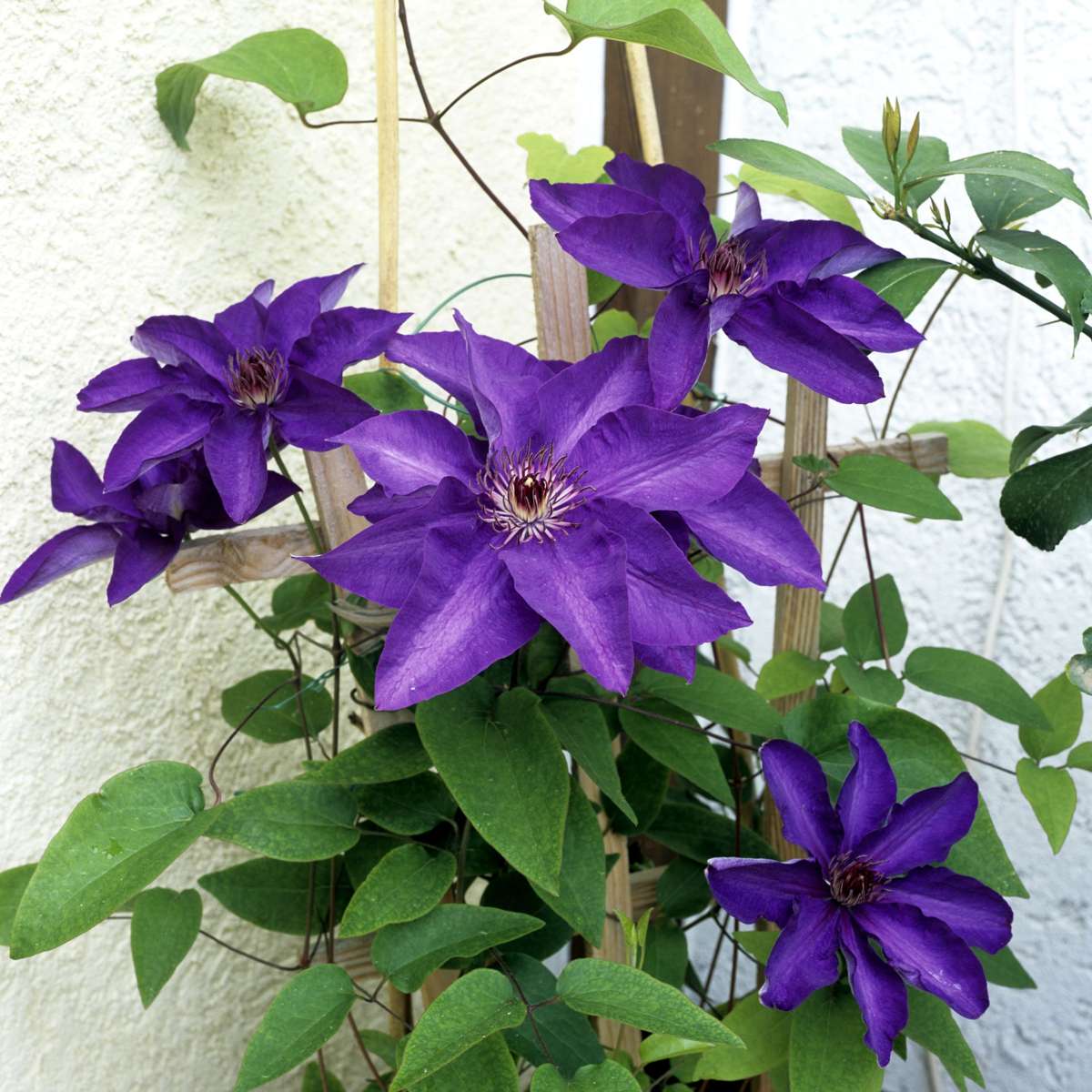 Florastore Waldrebe - 2 Stück - Clematis 'The President' - Höhe 100-120Cm - ⌀17Cm