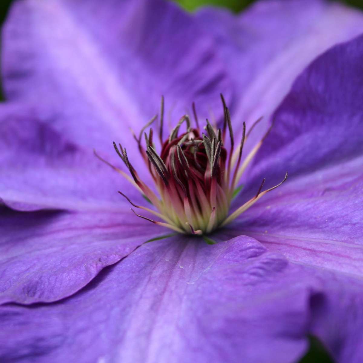 Florastore Waldrebe - 2 Stück - Clematis 'The President' - Höhe 100-120Cm - ⌀17Cm