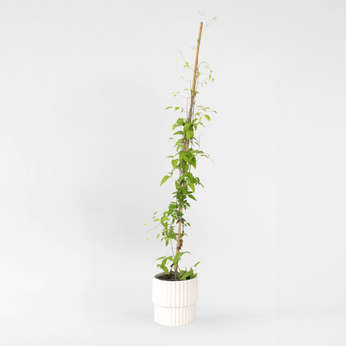 Florastore Waldrebe - Clematis 'The President' - Höhe 100-120Cm - ⌀17Cm