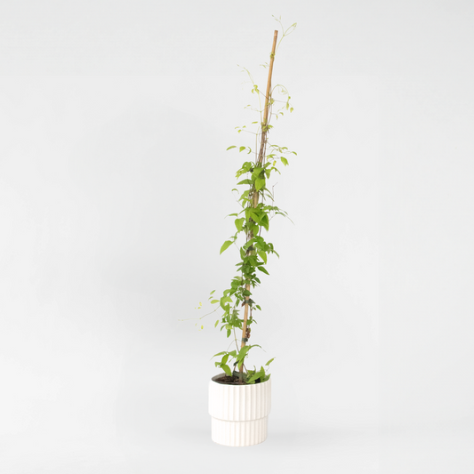 Florastore Waldrebe - Clematis 'The President' - Höhe 100-120Cm - ⌀17Cm