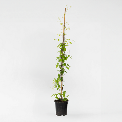 Florastore Waldrebe - Clematis 'The President' - Höhe 100-120Cm - ⌀17Cm