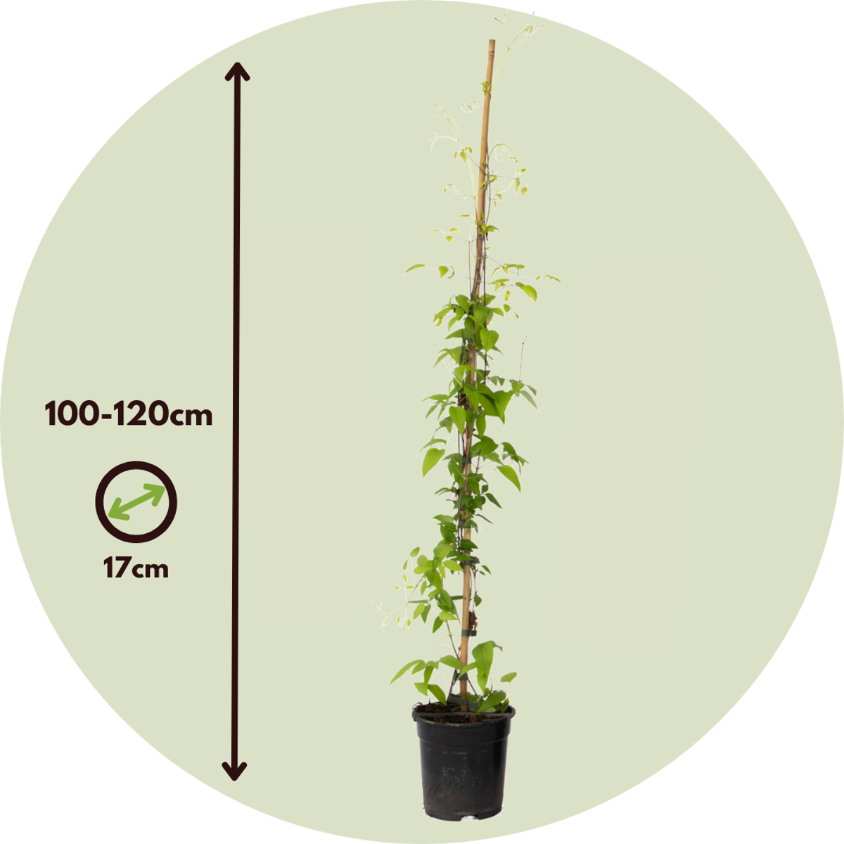 Florastore Waldrebe - 2 Stück - Clematis 'Hagley Hybrid' - Höhe 100-120Cm - ⌀17Cm