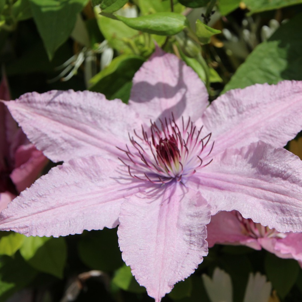Florastore Waldrebe - 2 Stück - Clematis 'Hagley Hybrid' - Höhe 100-120Cm - ⌀17Cm