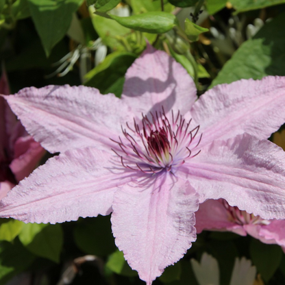 Florastore Waldrebe - 2 Stück - Clematis 'Hagley Hybrid' - Höhe 100-120Cm - ⌀17Cm