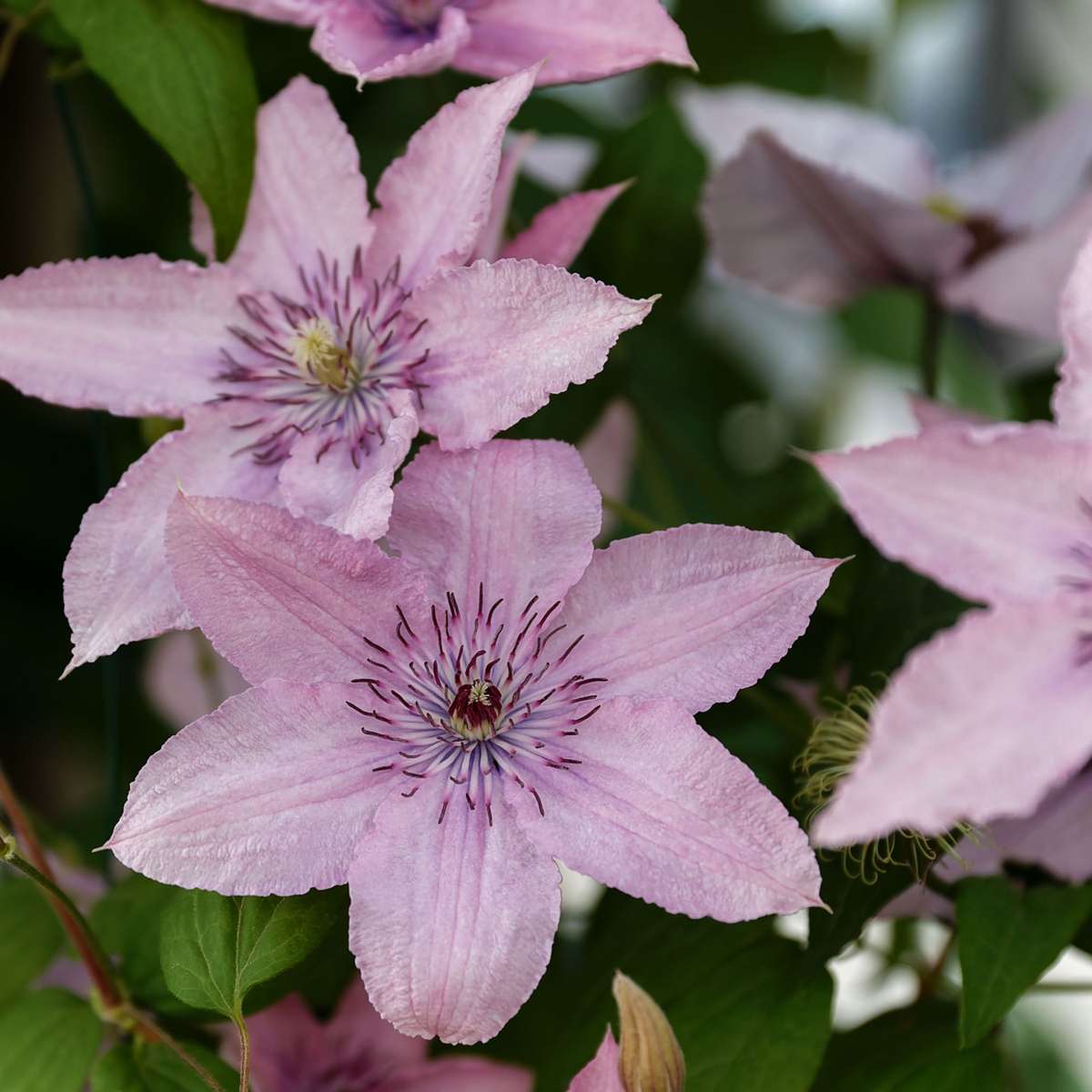 Florastore Waldrebe - 2 Stück - Clematis 'Hagley Hybrid' - Höhe 100-120Cm - ⌀17Cm