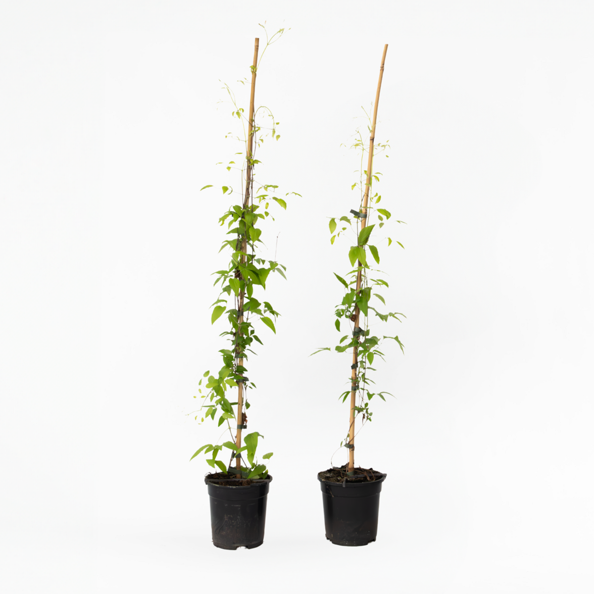 Florastore Waldrebe - 2 Stück - Clematis 'Hagley Hybrid' - Höhe 100-120Cm - ⌀17Cm