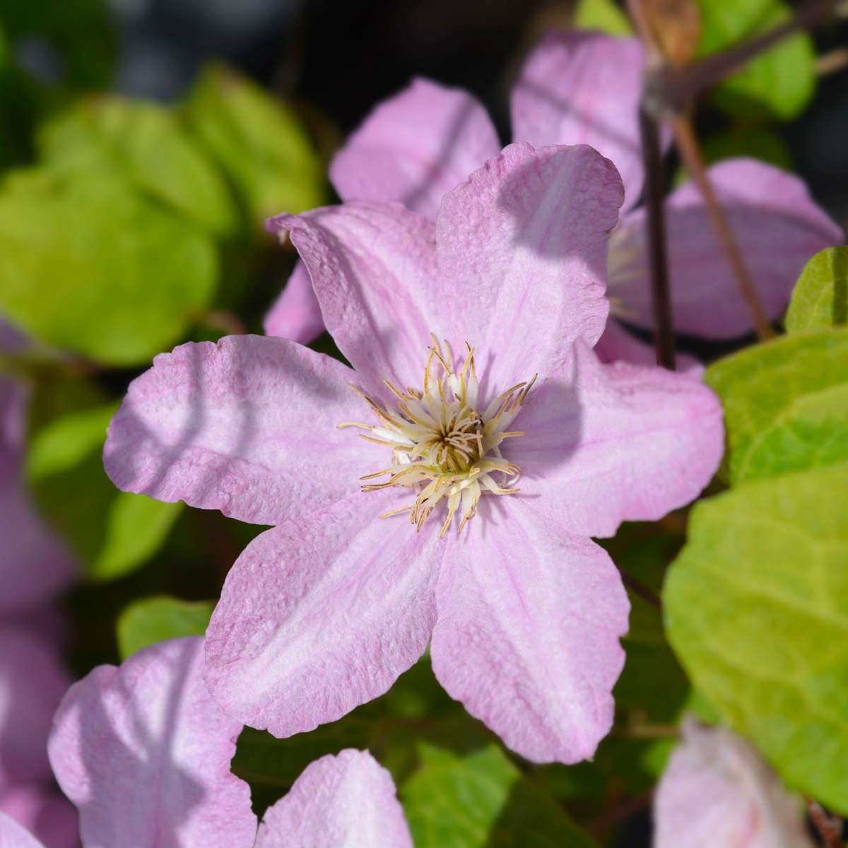 Florastore Waldrebe - 2 Stück - Clematis 'Hagley Hybrid' - Höhe 100-120Cm - ⌀17Cm