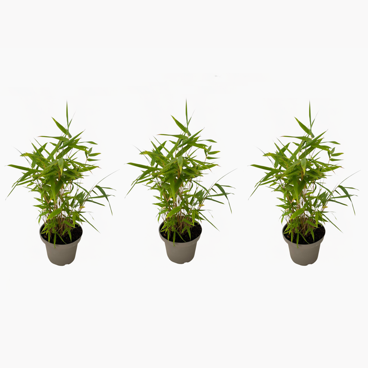 Florastore Bambus - 3Er-Set - Fargesia Nitida 'Black Dragon' - Höhe 25-40Cm - ⌀14Cm