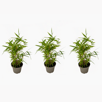 Florastore Bambus - 3Er-Set - Fargesia Nitida 'Black Dragon' - Höhe 25-40Cm - ⌀14Cm