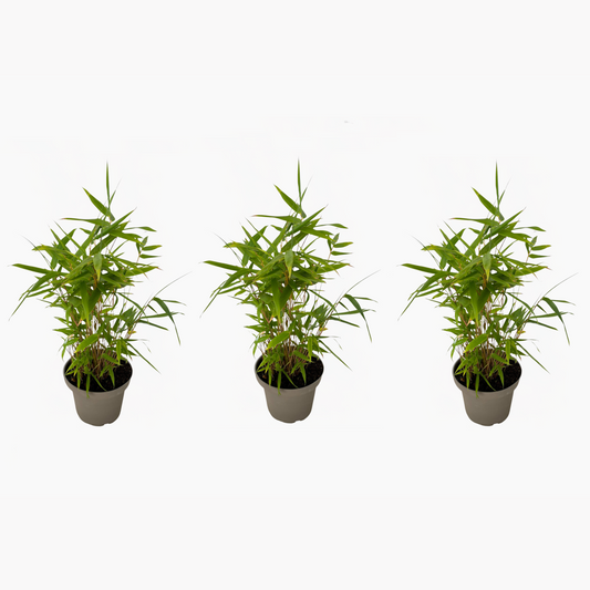 Florastore Bambus - 3Er-Set - Fargesia Nitida 'Black Dragon' - Höhe 25-40Cm - ⌀14Cm