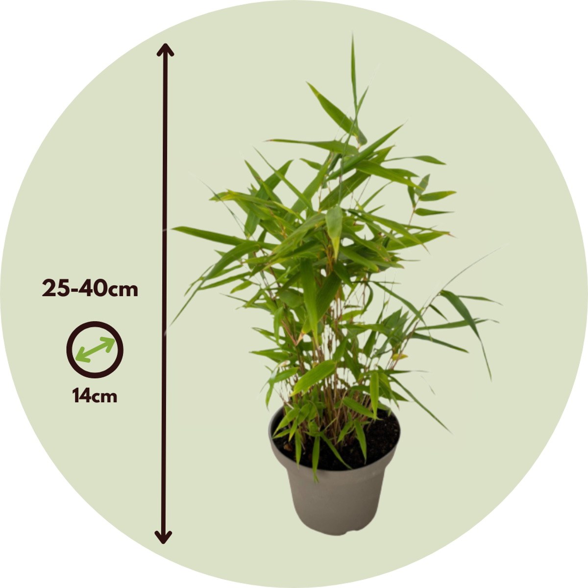 Florastore Bambus - 3Er-Set - Fargesia Nitida 'Black Dragon' - Höhe 25-40Cm - ⌀14Cm