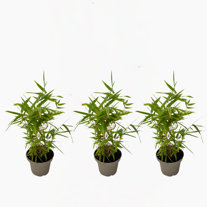 Florastore Bambus - 3Er-Set - Fargesia Nitida 'Black Dragon' - Höhe 25-40Cm - ⌀14Cm