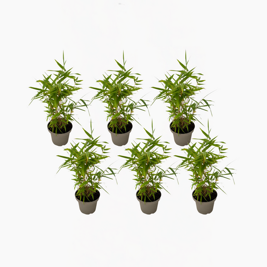 Florastore Bambus - 6Er-Set - Fargesia Nitida 'Black Dragon' - Höhe 25-40Cm - ⌀14Cm
