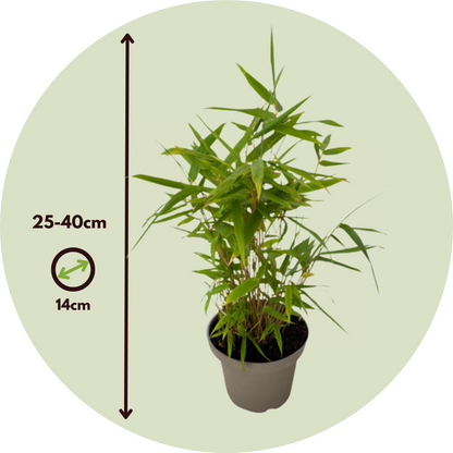 Florastore Bambus - 6Er-Set - Fargesia Nitida 'Black Dragon' - Höhe 25-40Cm - ⌀14Cm